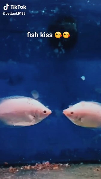 Adorable Fish Kissing Meme - Cute Fish Smooching Moments