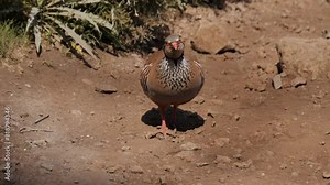 Footage of Partridge walking in the field under the sun