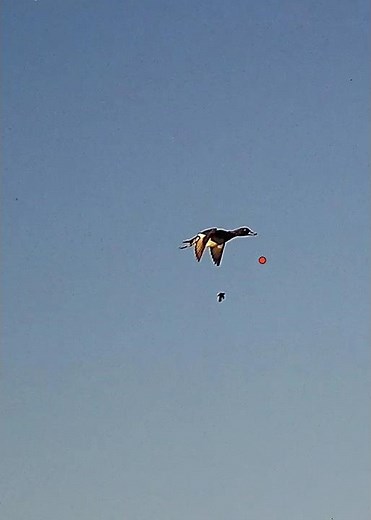 Why people miss their shots are not always behind, it’s above ! #duckhunting #hunting #duck #ducks