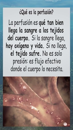 Perfusión: El flujo que mantiene vivo al tejido