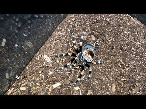 Mexican Red Knee Tarantula Molting Time-lapse || ViralHog