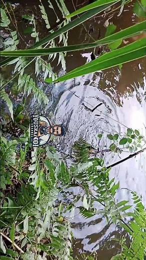 Fishing Mania Awesome! Fishing in the River