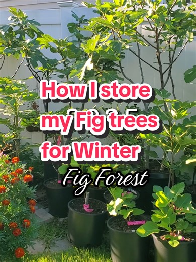 Storing my fig trees how I am preparing for this upcoming blast of arctic weather. The weather people are all giddy about this coming weekend and the potential for record snow with sub-zero temps. While I love a good movie during a snow event my thoughts are turning towards the 100 Fig trees I have outside. If you're interested in my process this is a peek into a little of that. More importantly prepare for the worst expect the best 👌 👍 #winter #figs #garden #figtree #figkeeper