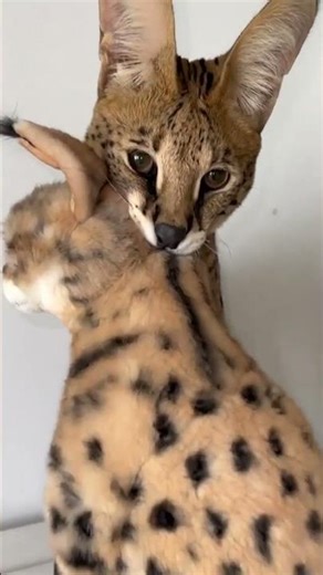 Funny Cats React To Custom Plush Lookalikes | MyPetsies©