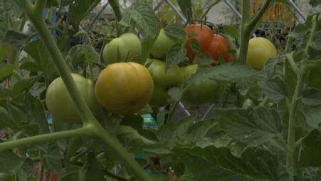 Master Gardener Volunteer Program