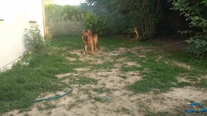 2.2M views · 124 reactions | Pas besoin d'aller voir de "dresseur"...