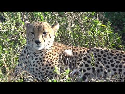 injured cheetah - part 12 - is it safe?