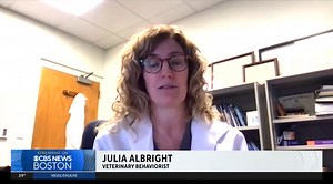 CBD could help with aggression in dogs