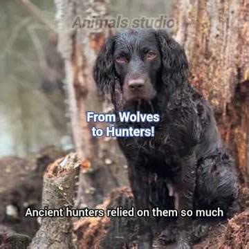 The Ancient Origins of Hunting Dogs 🐺➡️🐶