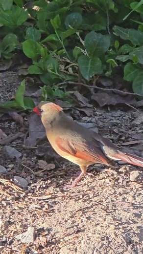 Female Northern Cardinal "Dawn"