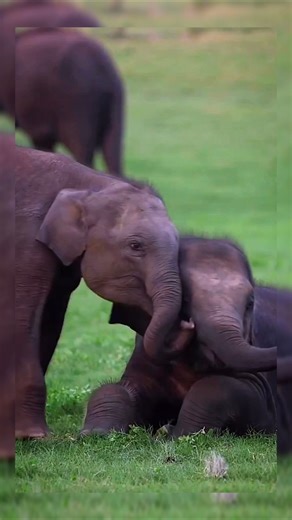 Power Of Transformation 🔥Giant Animals Transformations 🦏🔥#shorts #viral #animals #usa #trending