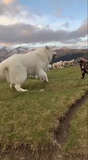 Pyrenean Mountain Dog: Guardian of the Pyrenees
