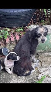 THE SATO PROJECT PRESENTS: A MOTHER’S DAY STORY 🌸Rami and Morita got the kind of happy ending 650,000 other stray dogs in Puerto Rico also deserve, but sadly will not all receive due to the severity of the overpopulation crisis. The Sato Project is working round the clock to disrupt that cycle with systemic spay/neuter/vaccination interventions and as many rescues as we have the resources for. We are so happy to bring you this beautiful story on #MothersDay, and we hope you’ll join us to keep f