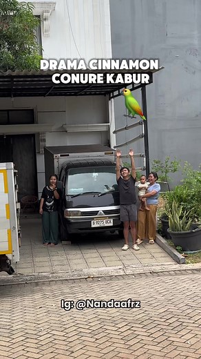 Burung Cinnamon Conure Kabur! Lucu dan Menggemaskan