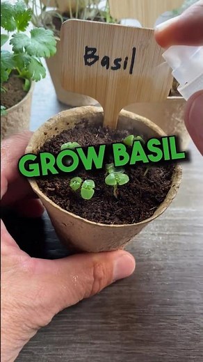 Grow Your Own Basil from Seed
