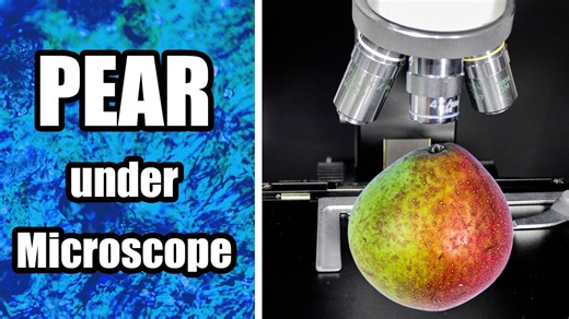 Pear tree and fruit under microscope