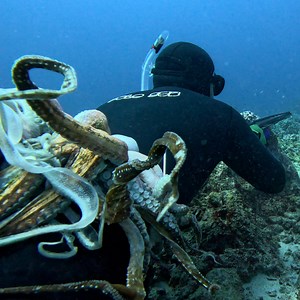 55K views · 1.9K reactions | Freedive Spearfishing for Hawaii Grouper | Ryan Myers Spearfishing | Facebook