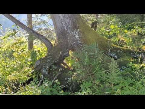 NO ADS 20 Minute Tranquil Morning Forest Ambient Nature Sounds