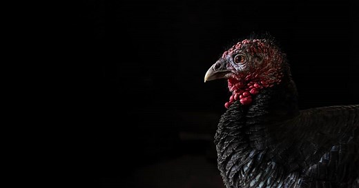 Turkey Lifespan: How Long Do Turkeys Live Before Slaughter?