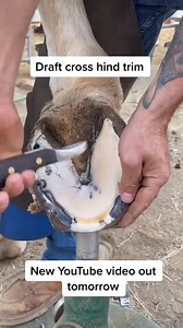 Clean horseshoes | Technology And Life
