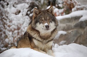 Northern Rocky Mountain wolf - Alchetron, the free social encyclopedia