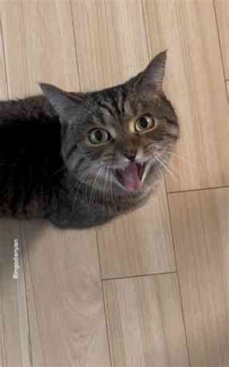 When your cat screams, you scream!