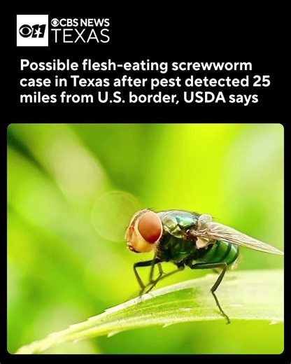 Flesh-eating screwworm in Texas?