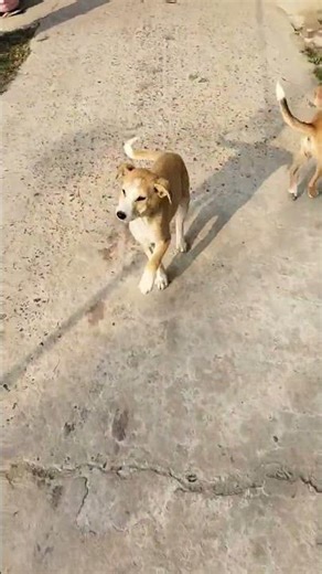 ADORBABLE Dogs Playing Like Humans