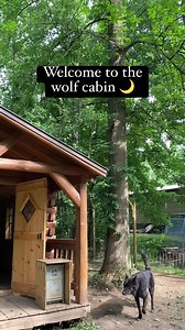 🪵 I needed a finished structure that could protect the Wolfdogs from the elements and could be easily sanitized. I was blessed enough to find this beautiful cabin (that ended up costing me the same price I would’ve had to spend to build the simple barn structure that I had in mind) in PA and was able to have it delivered here. Fast forward, we have our waterproof, hardy flooring installed, a nice-sized cheap couch I found (because I’ll be surprised if it lasts long with these guys 😅), and I am