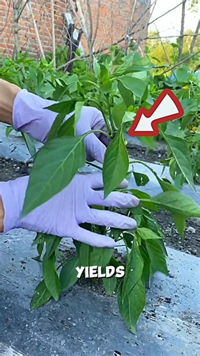 Increase Chili Plant Yield🌶️🌱#farming