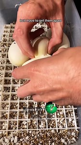 2.9M views · 46K reactions | Hatching the "Upside Down Egg" *Full video* #reels #snake #biology #animals #fblifestyle | The Molinaro Snake Lab | Facebook