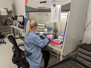 Mycoplasma Contamination: Where Does It Come From and How to Prevent It