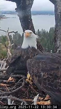 Nov 22, 2025 | The Wonky Stick Battle 🦅🌧️