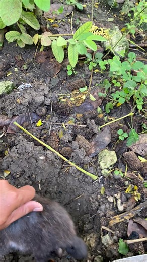 Tragic Loss: Baby Rabbit Passes Away