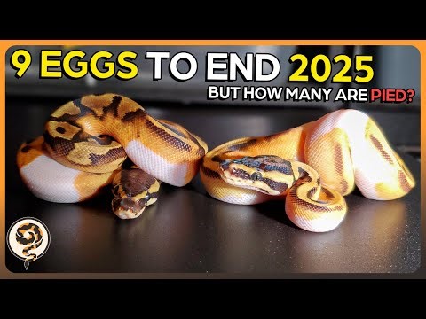 Huge Clutch for our Final Egg Cutting of 2025 - Going for Pieds!