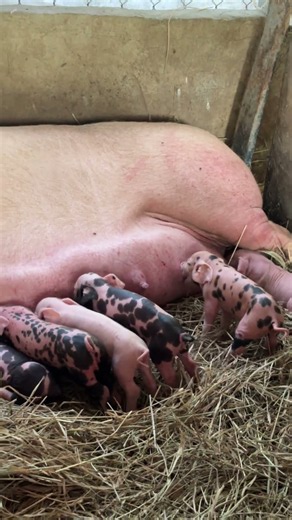 Feeding baby pig #pig #pigfeed #piggy #farming #animals