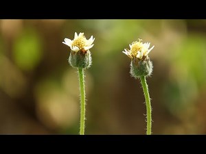 4K VIDEO NIKON COOLPIX B700 - TEST