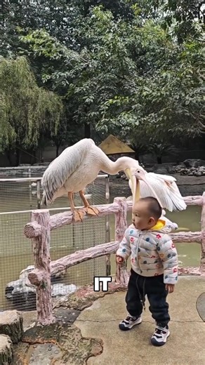This Bird Tries to Eat Everything 😳