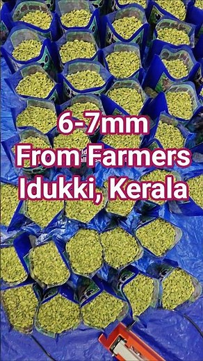 6-7mm cardamom wholesale market Idukki, Kerala. #mandi #market #farming #wholesale #ilaichi