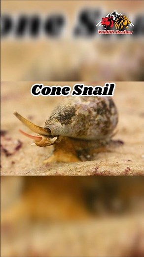 The Cone Snail: The Beautiful Killer of the Ocean 🐚💀#conesnail #snail #snails #nature #wildlife