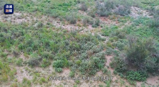 荒漠中的“绿色瑰宝”——甘草-中新网·新疆