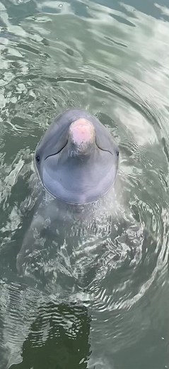 SpongeBob SquarePants Dolphin Mood Ring