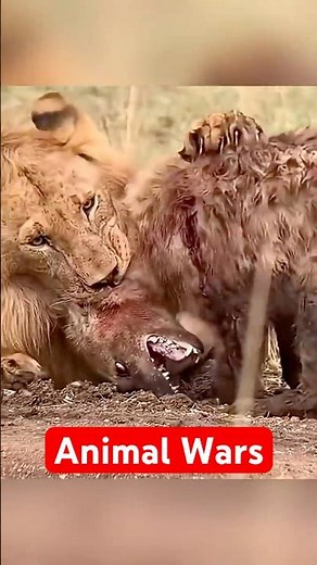 Epic ANIMAL BATTLES That Never Back Down!