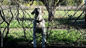 Shelter for stray dogs. Homeless dogs in enclosures. The dog barks behind bars