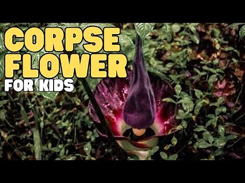 Corpse Flower for Kids | Learn all about one of the world's largest and smelliest plants