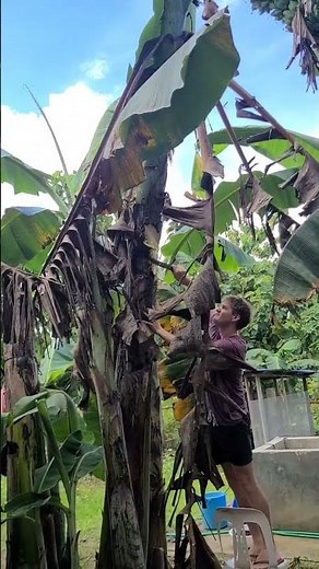 Cutting another banana plantain at our backyard! #lifeinthephilippines