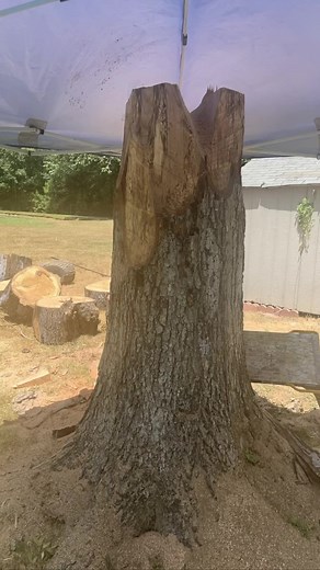 This is a duck sculpture I carved out of a red oak stump. It was hard to film while working with the hard wood in the heat but I did get some footage. Thanks for checking out my art🥰 #art #sculpture #artist #texas #woodworking #chainsawcarving #2023summer #ducks #chainsawart | Della Meredith Chainsaw Carvings