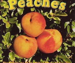 The Presidents Of The United States Of America - Peaches | Top 40