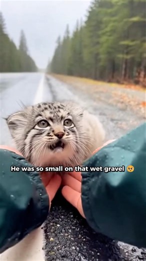 I Found a Tiny Pallas Cat Being Attacked by Two Wolves in Oregon. My Dog Had Other Plans❤️