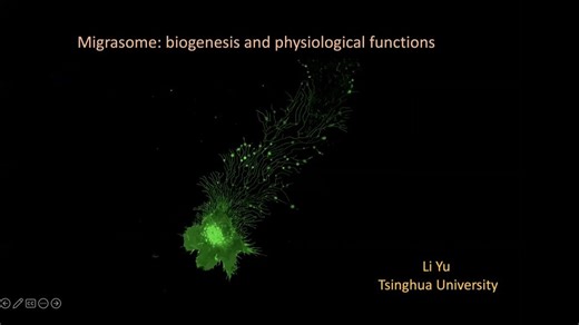 Migrasome- biogenesis and physiological functions